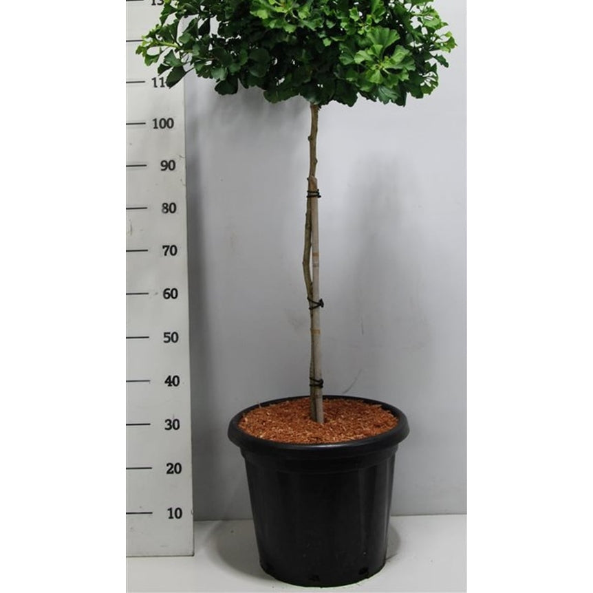 Tempelträd – Ginkgo biloba 'Mariken' - C25 70-80 cm. Stam