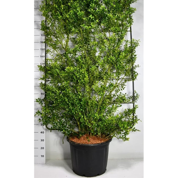 Ilex maximowicziana kanehirae - C60 200 cm. Scherm