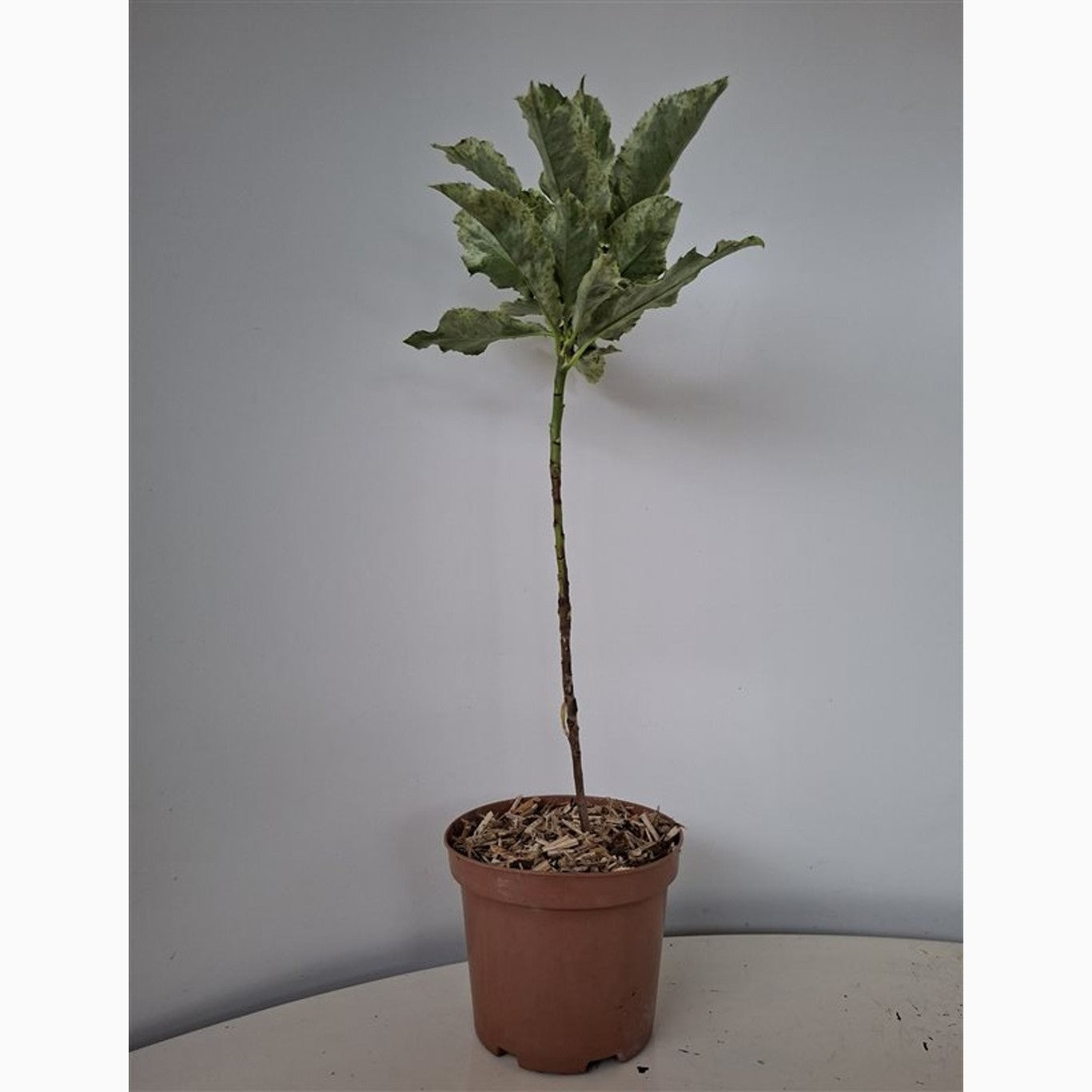 Fotinia – Photinia serratifolia 'Pink Crispy' - C1,5 25-30 CM