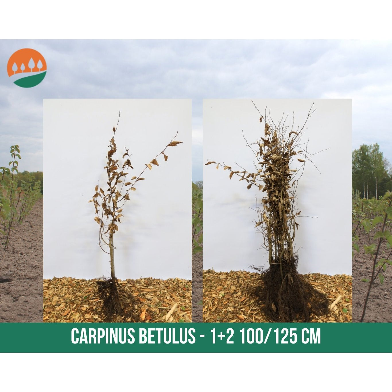 Avenbok – Carpinus betulus - 100-125 CM bare root 1/2