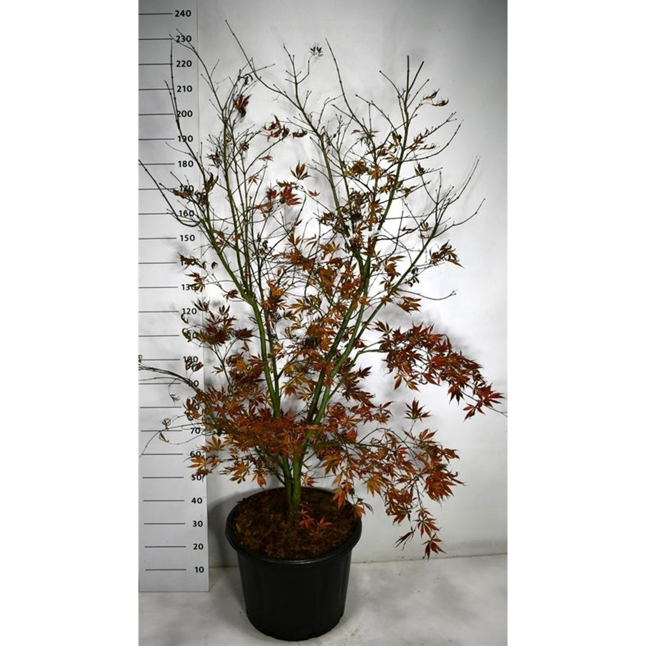 Japansk lönn – Acer palmatum 'Summer Sunset' - C65 125-150 cm.