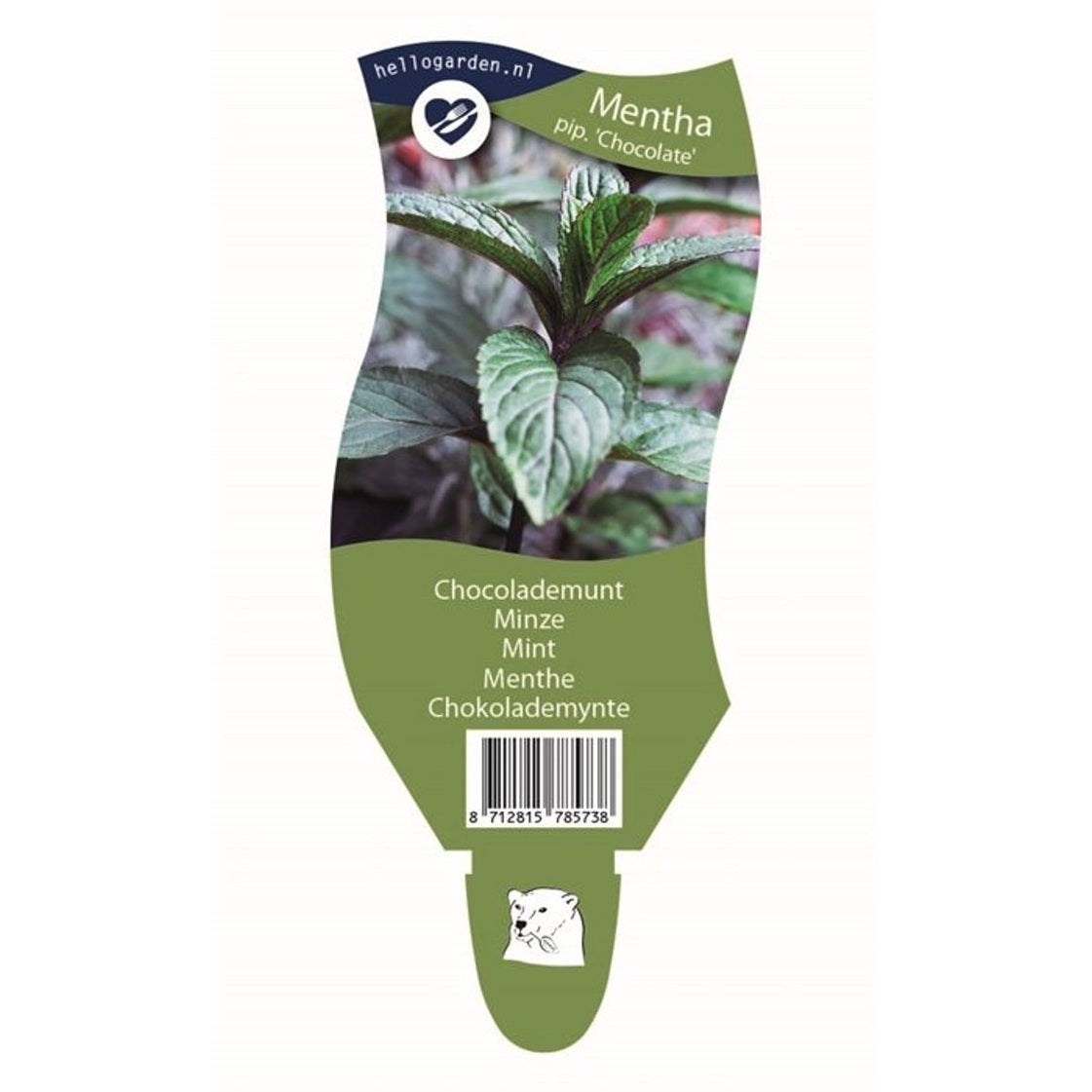 Pepparmynta – Mentha piperita 'Chocolate' - P11
