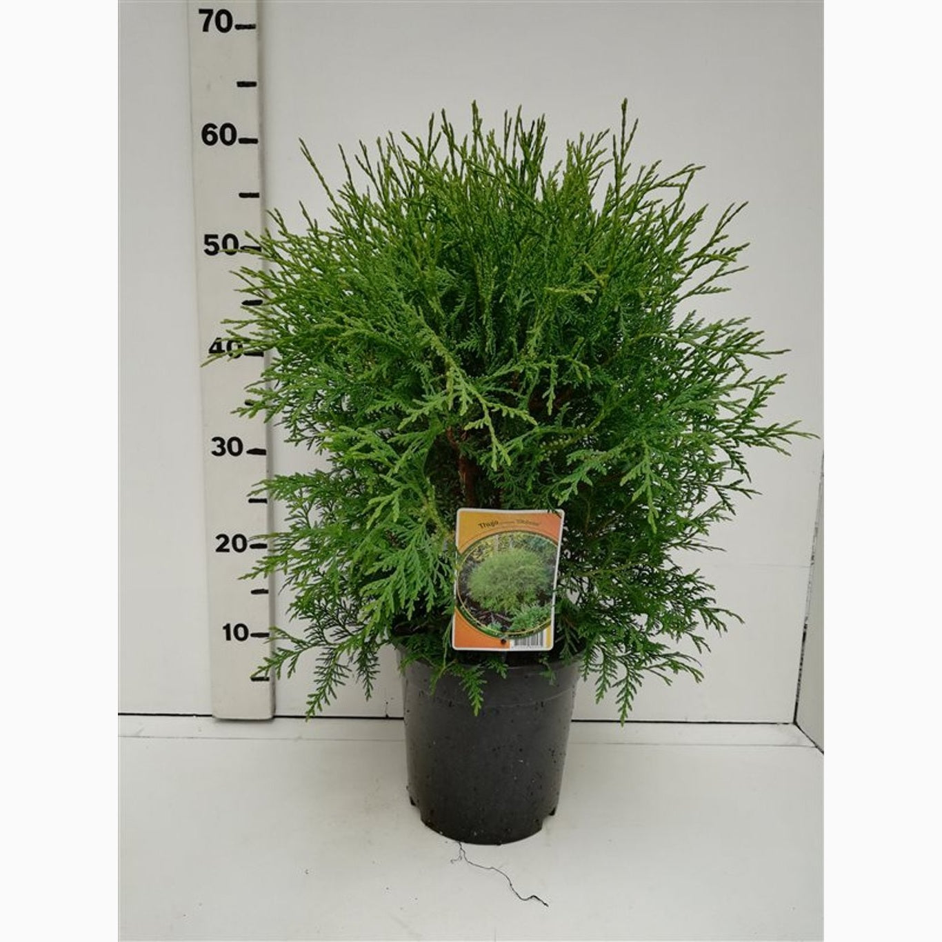 Thuja – Thuja occidentalis 'Globosa' - C3 30-40 CM