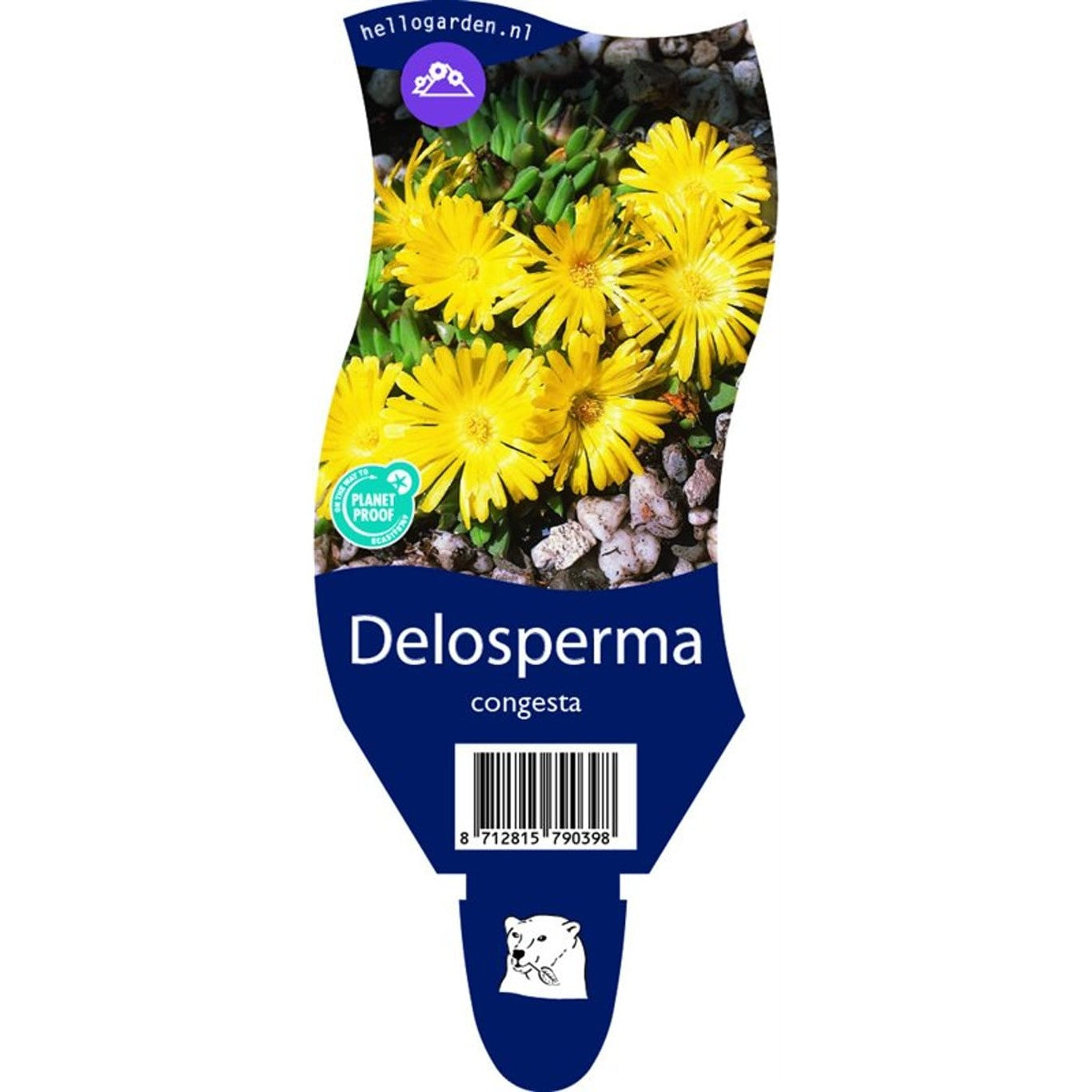 Isört – Delosperma cooperi - P11