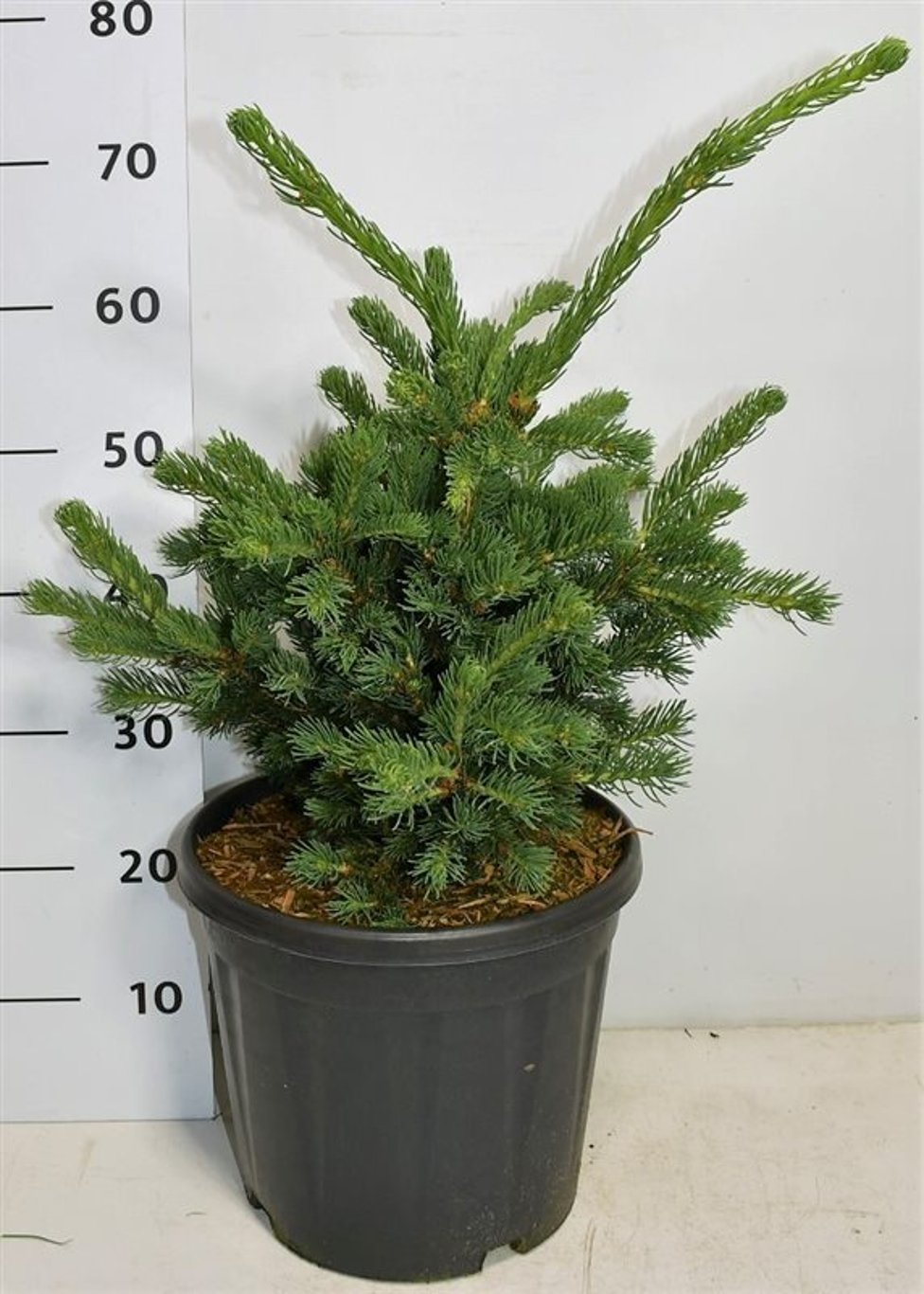 Blågran – Picea pungens &