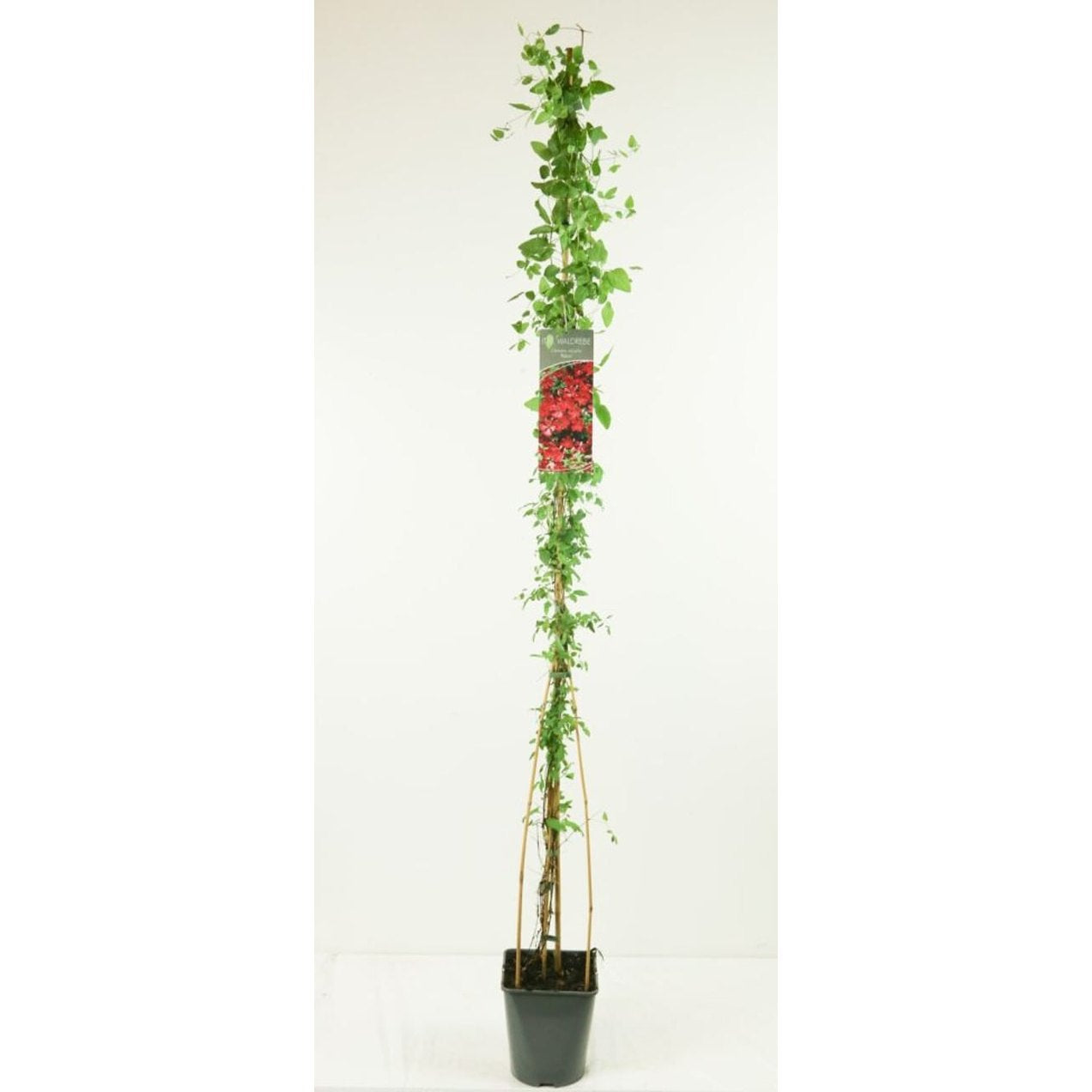 Klematis – Clematis 'Rubra' - C5 125-175 CM Stick