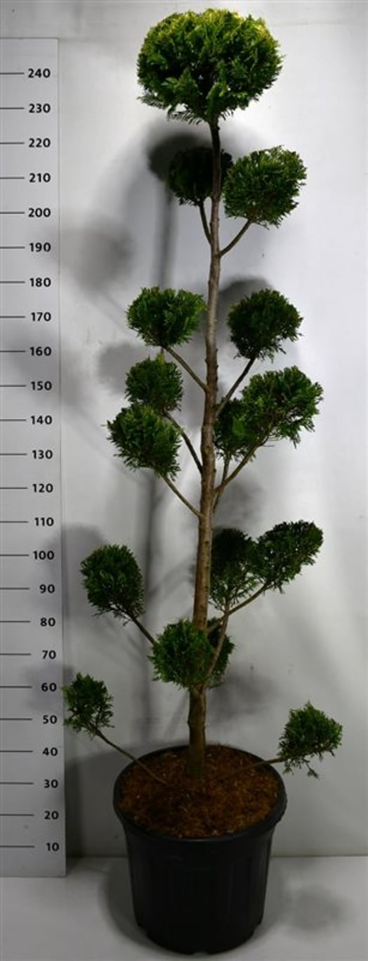 Cypresscypress – Cupressocyparis leylandii 'Castlewellan Gold' - C50 200-225 cm. Bonsai