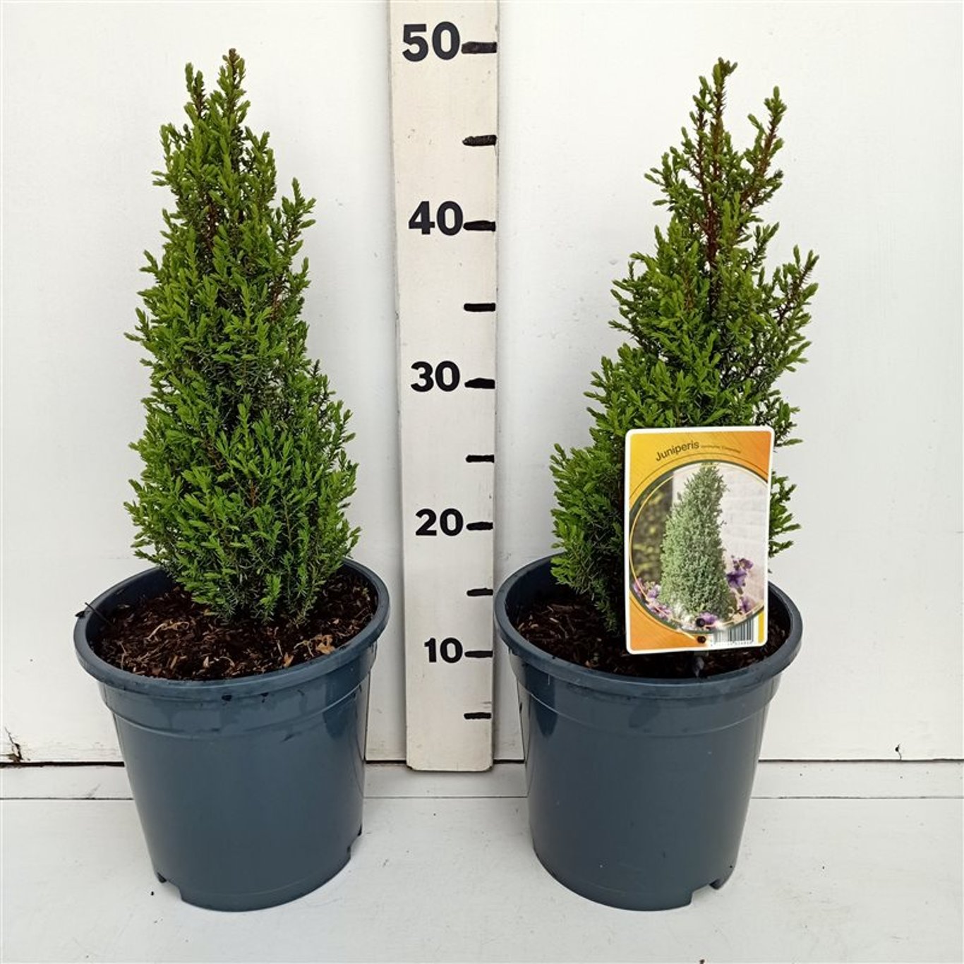 En – Juniperus communis &