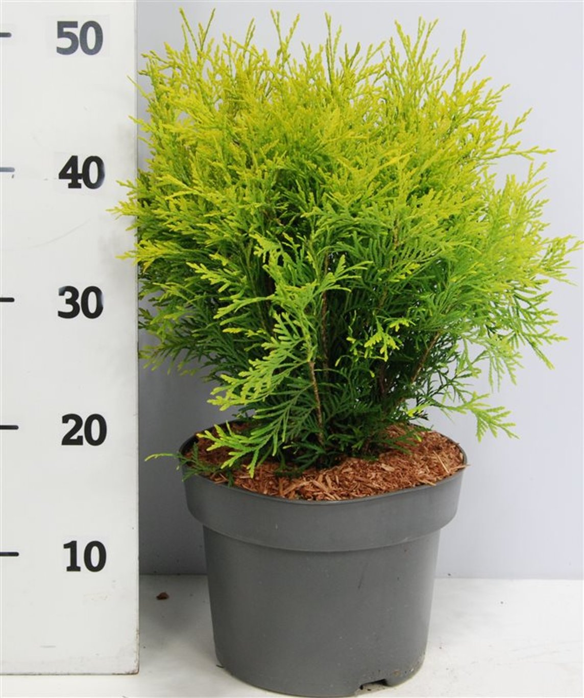Thuja – Thuja occidentalis 'Golden Globe' - C7.5 30-40 cm.