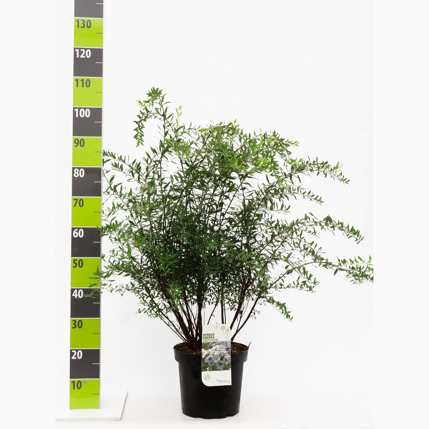 Gråspirea – Spiraea cinerea 'Grefsheim' - C7.5 80-100 CM