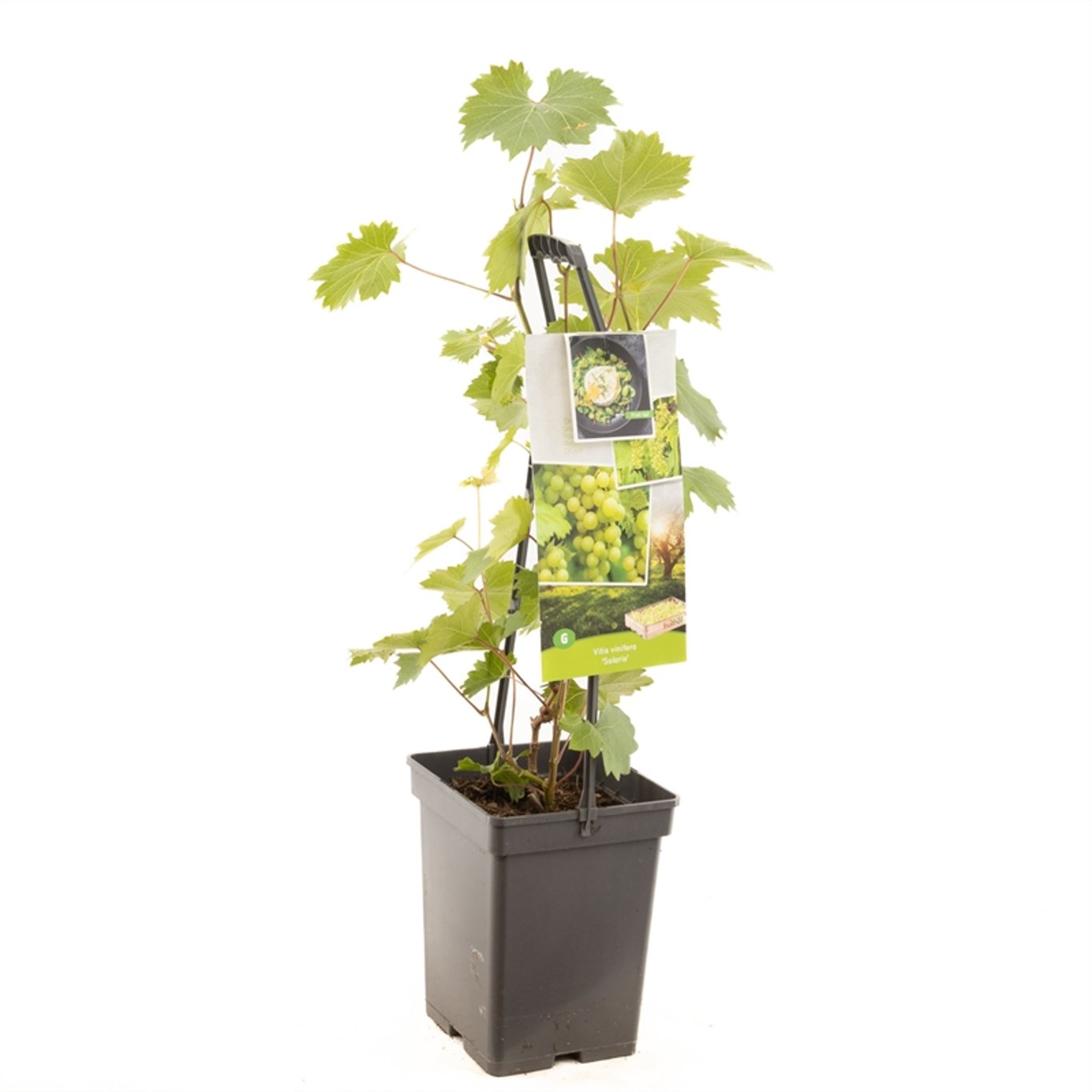 Vinranka – Vitis 'Solaris' - 50-60 CM Carry Handle C5