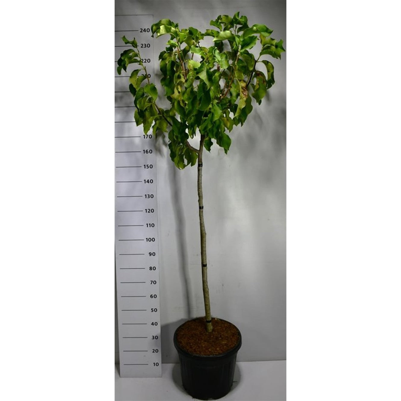 Magnolia – Magnolia &