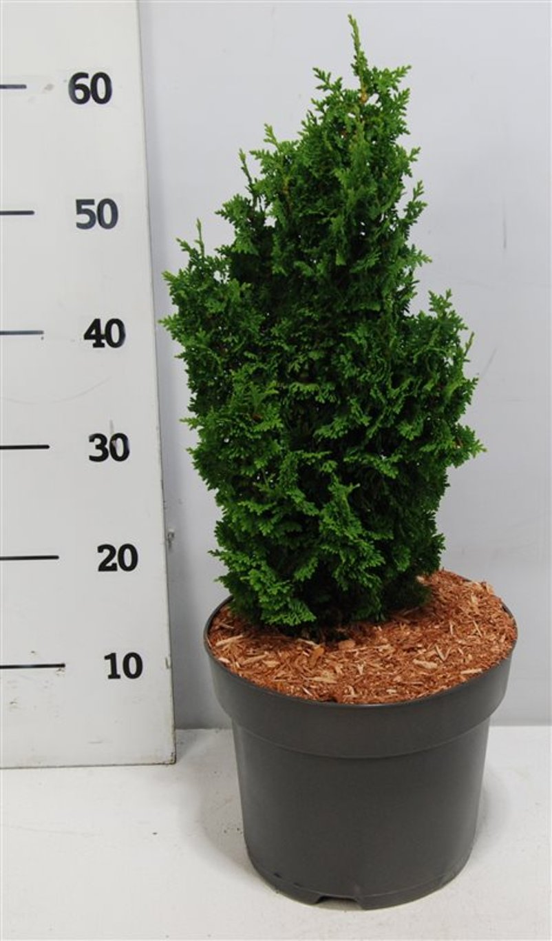 Thuja – Thuja occidentalis 'Zmatlik' - C7.5 40-50 cm.