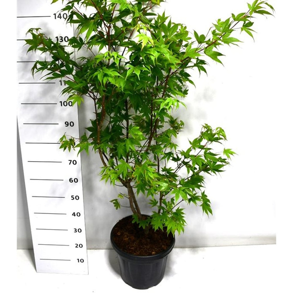 Japansk lönn – Acer palmatum 'Osakazuki' - C18 100-125 cm.