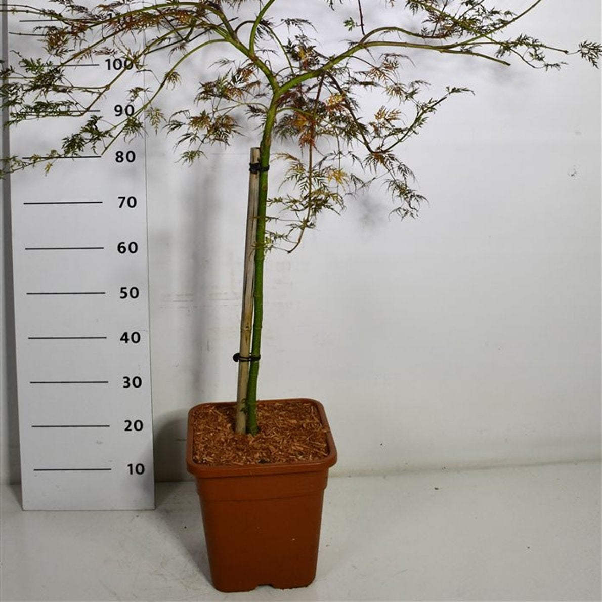 Japansk lönn – Acer palmatum 'Emerald Lace' - C15 60 cm. Stam