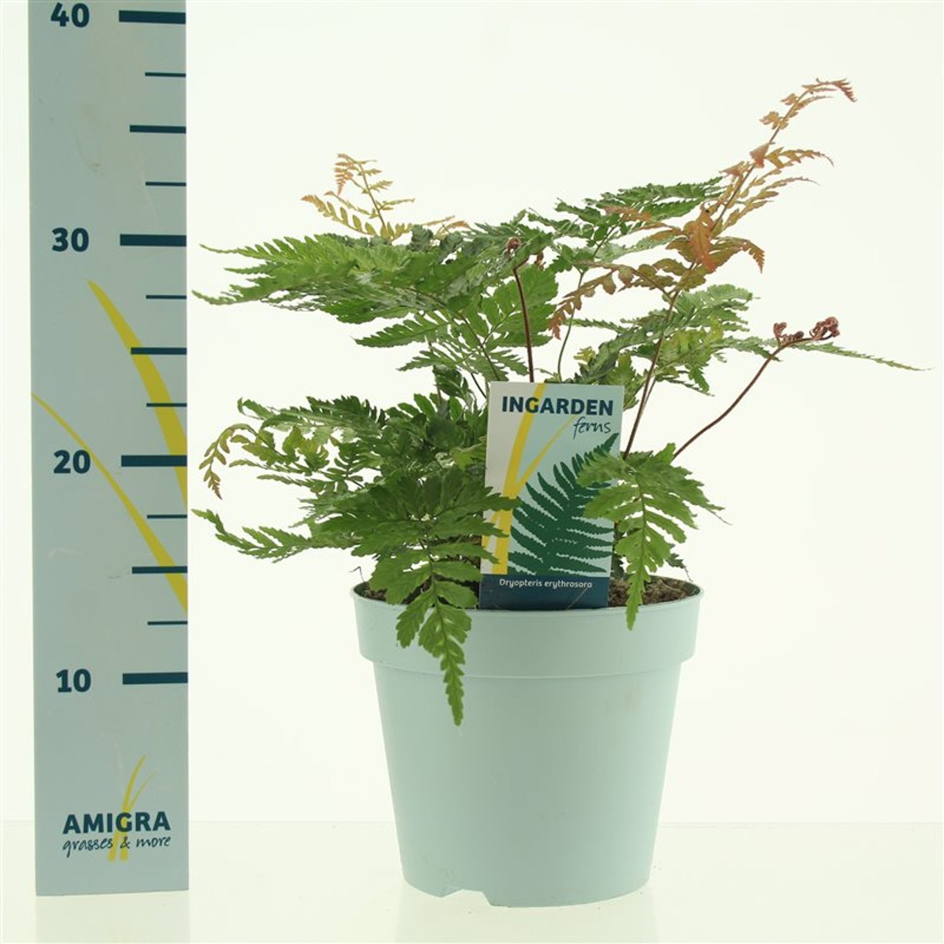 Kopparbräken – Dryopteris erythrosora - C2