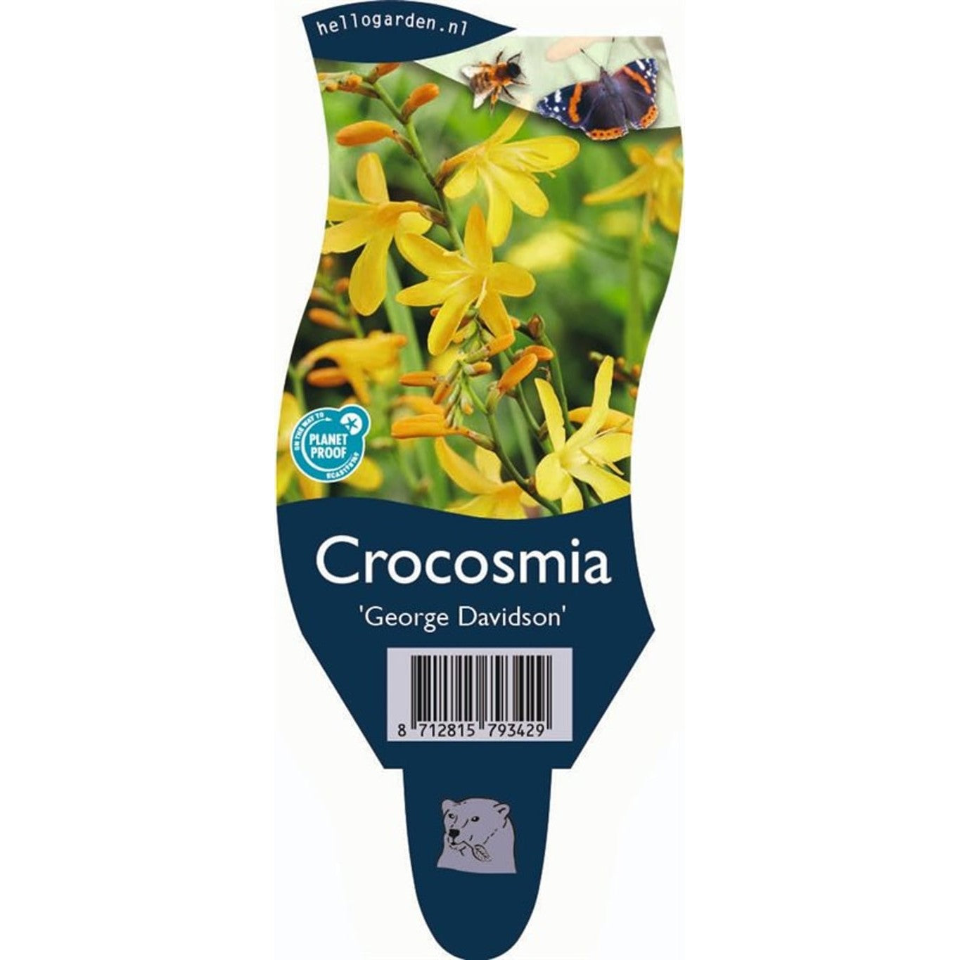 Montbretia – Crocosmia 'George Davidson' - P11