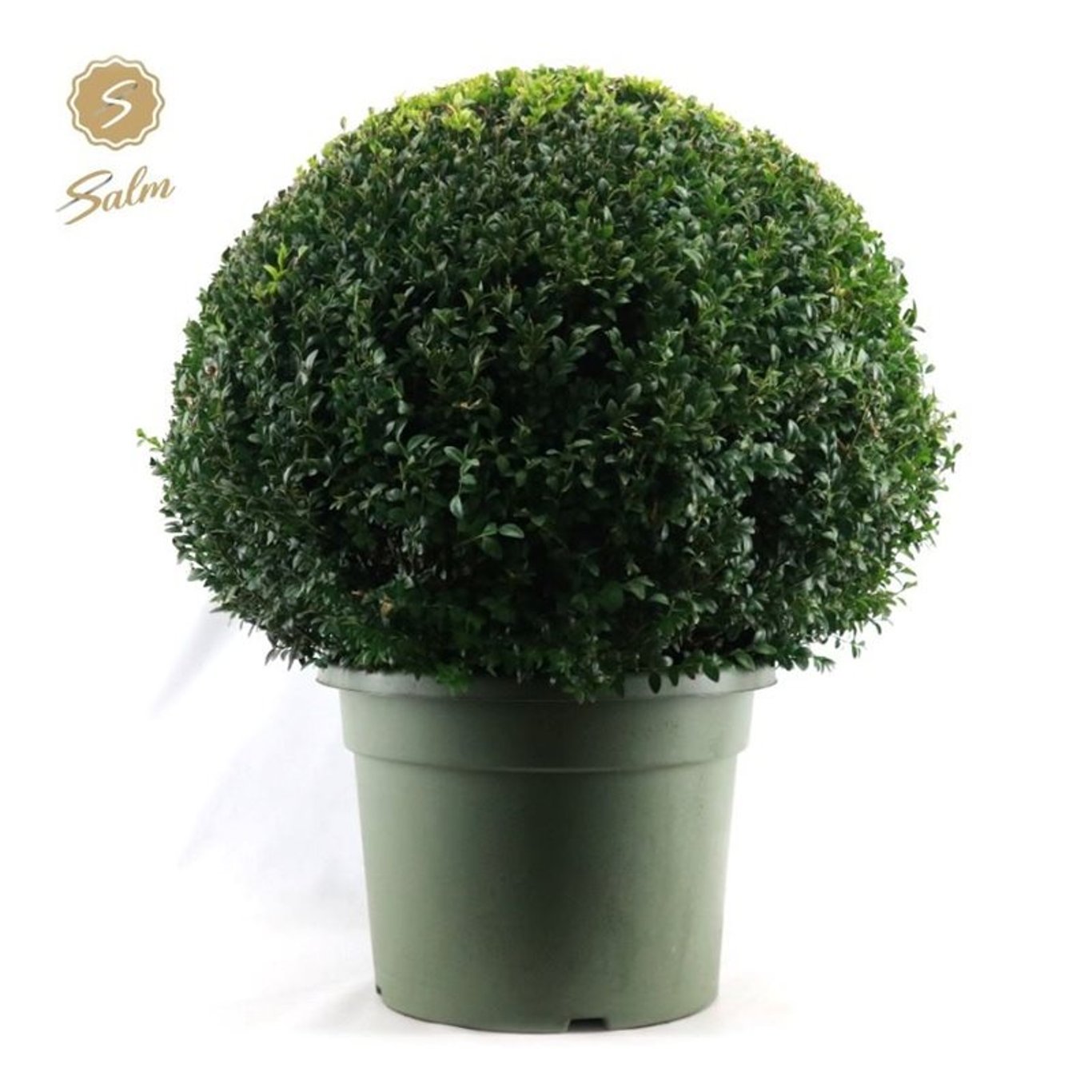 Buxbom – Buxus sempervirens - 75 CM Ball Cont.