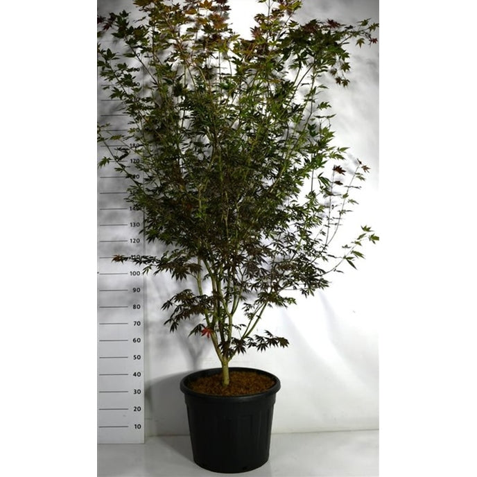 Japansk lönn – Acer palmatum 'Trompenburg' - C70 200-225 cm.