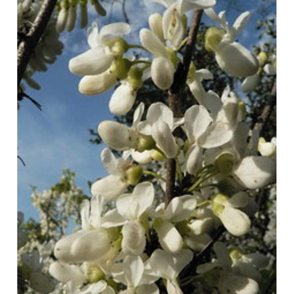 Kinesiskt judasträd – Cercis chinensis 'Shirobana' - 200-250 CM Multistem Cont.