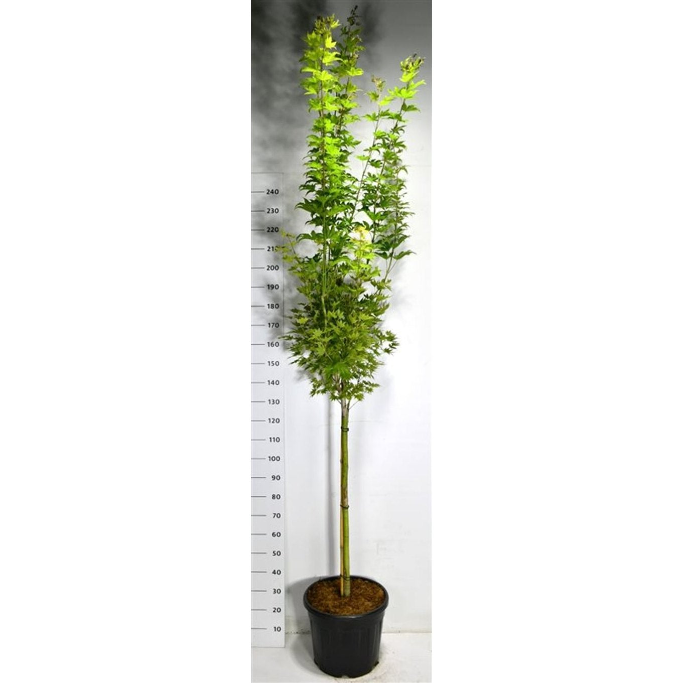 Japansk solfjäderslönn – Acer shirasawanum 'Jordan' - C35 90 cm. Stam