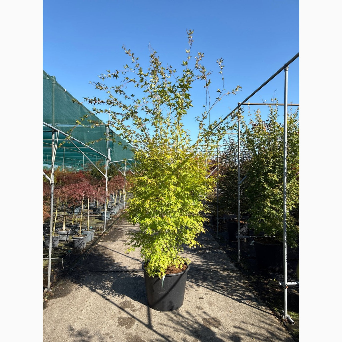 Japansk lönn – Acer pal. 'Sangokaku' - 250-300 CM in Cont.