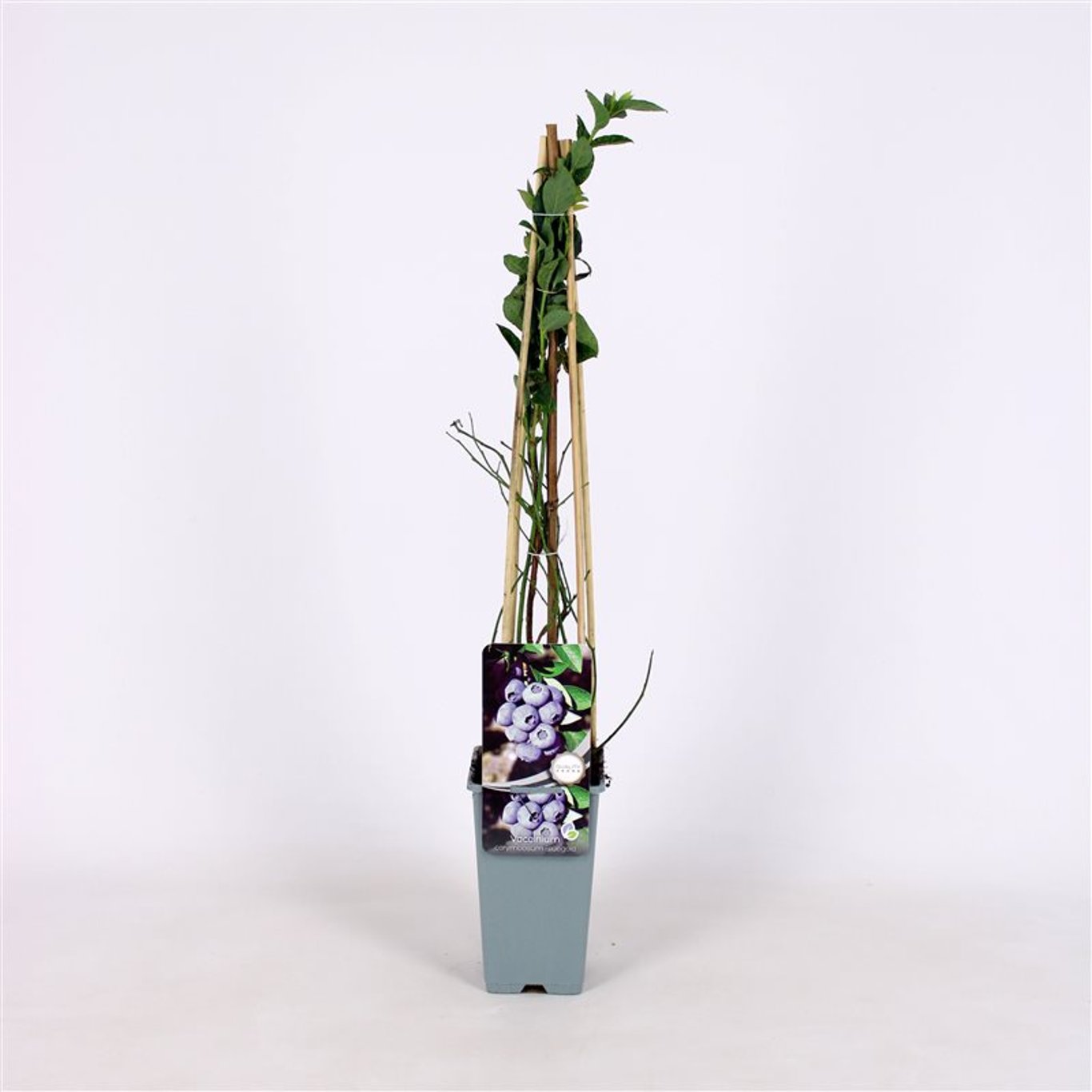 Trädgårdsblåbär – Vaccinium corymbosum &