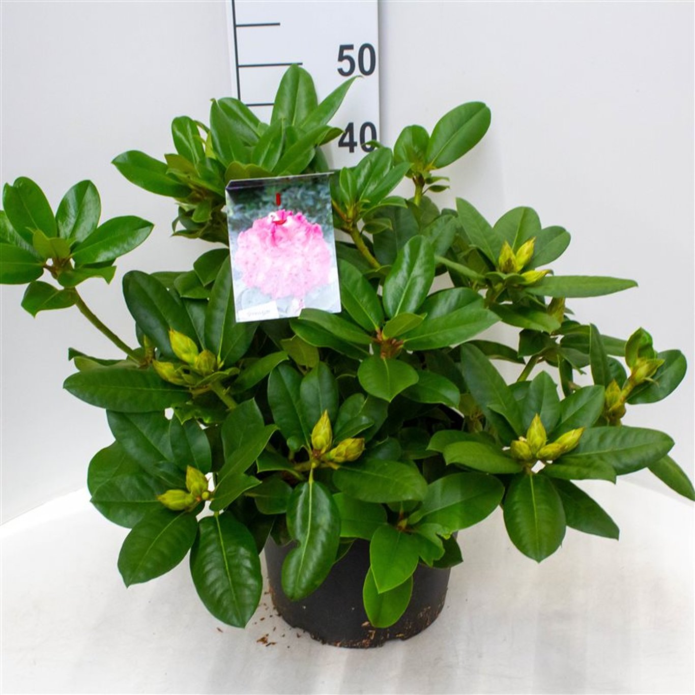 Rhododendron – Rhododendron 'Germania' - C10 50-60 CM