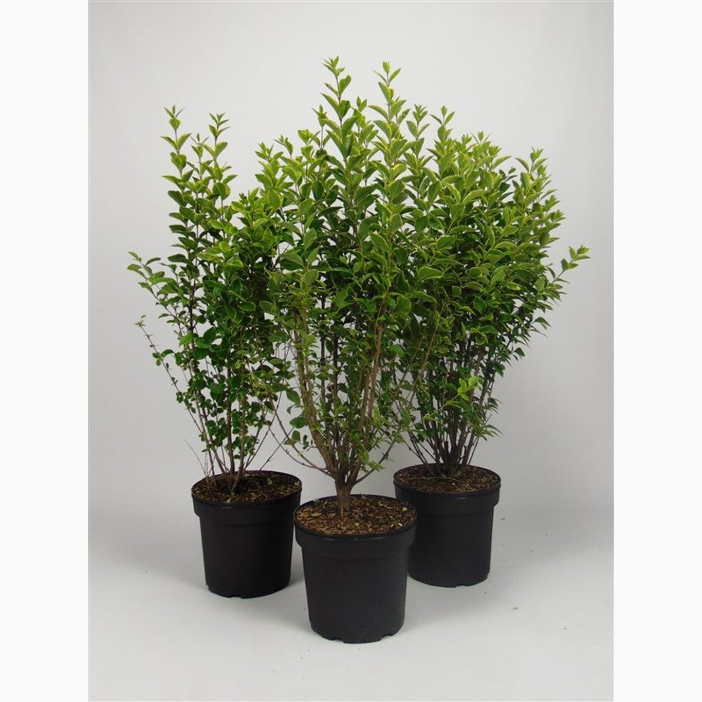 Liguster – Ligustrum ovalifolium 'Aureum' - C7.5 80-100 CM