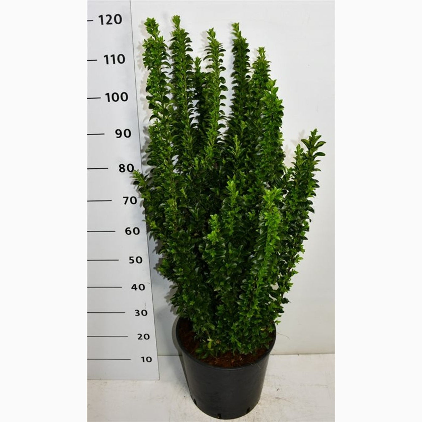 Japansk benved – Euonymus japonicus 'Benkomasaki' - C20 80-100 CM