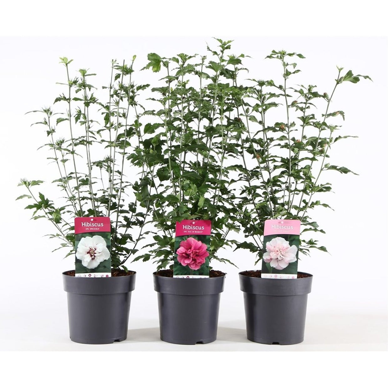 Hibiskus – Hibiscus syriacus Mix - C4