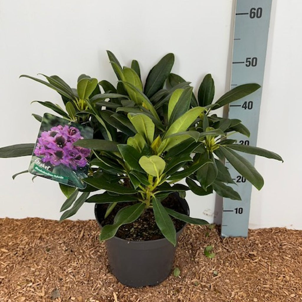 Rhododendron – Rhododendron 'Orakel' - C5 30-40 CM