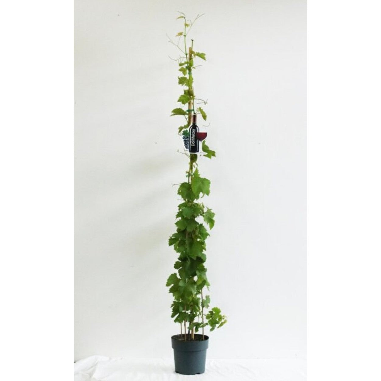 Vinranka – Vitis &