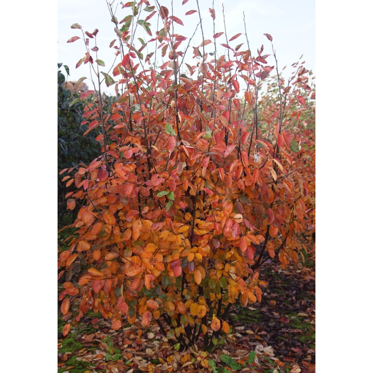 Häggmispel – Amelanchier lamarckii - 175-200 CM WRB