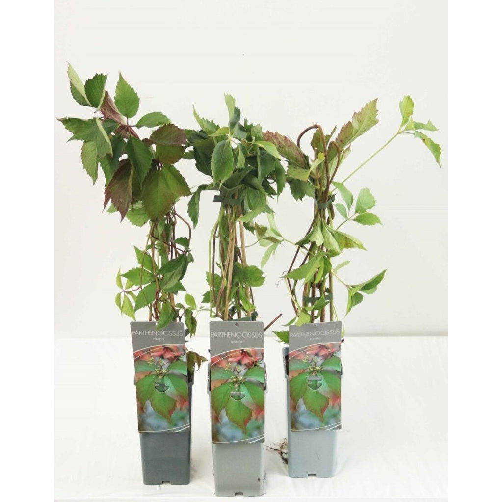 Klättervildvin – Parthenocissus inserta - C2 50-60 CM 3 Stick