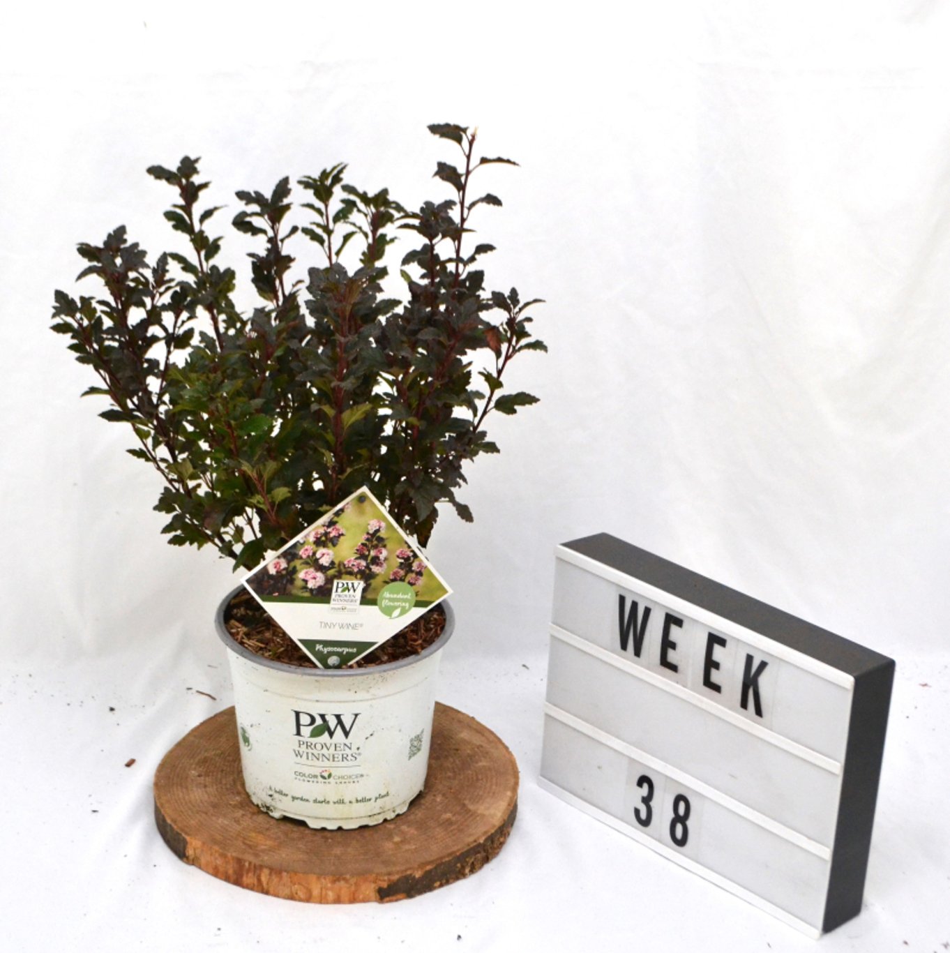 Smällspirea – Physocarpus opulifolius 'Tiny Wine'® - C3 20-40 CM