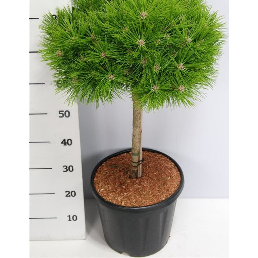 Svarttall – Pinus densiflora 'Low Glow' - C13 40 cm. Stam