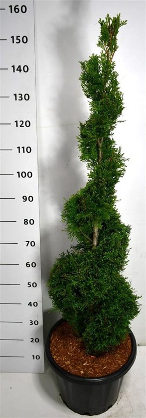 Thuja – Thuja occidentalis 'Smaragd' - C25 100-120 cm. Spiraal