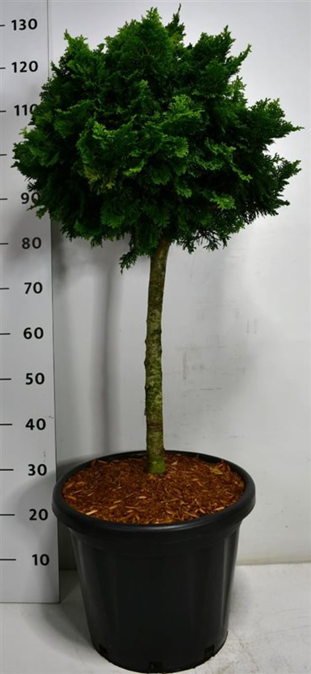 Ädelcypress – Chamaecyparis obtusa 'Nana Gracilis' - C25 40 cm. Stam