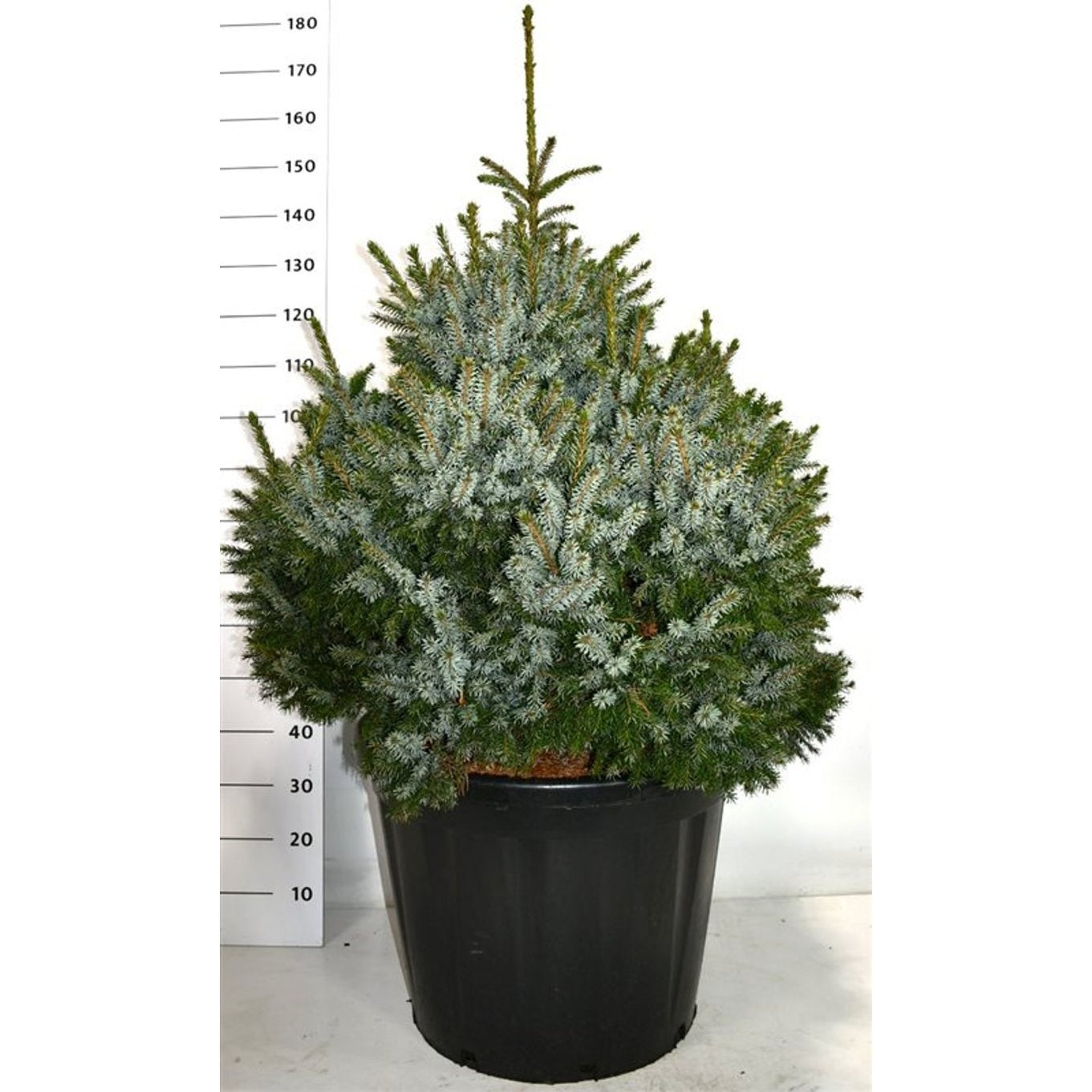 Serbgran – Picea omorika 'Nana' - C110 80-100 cm.