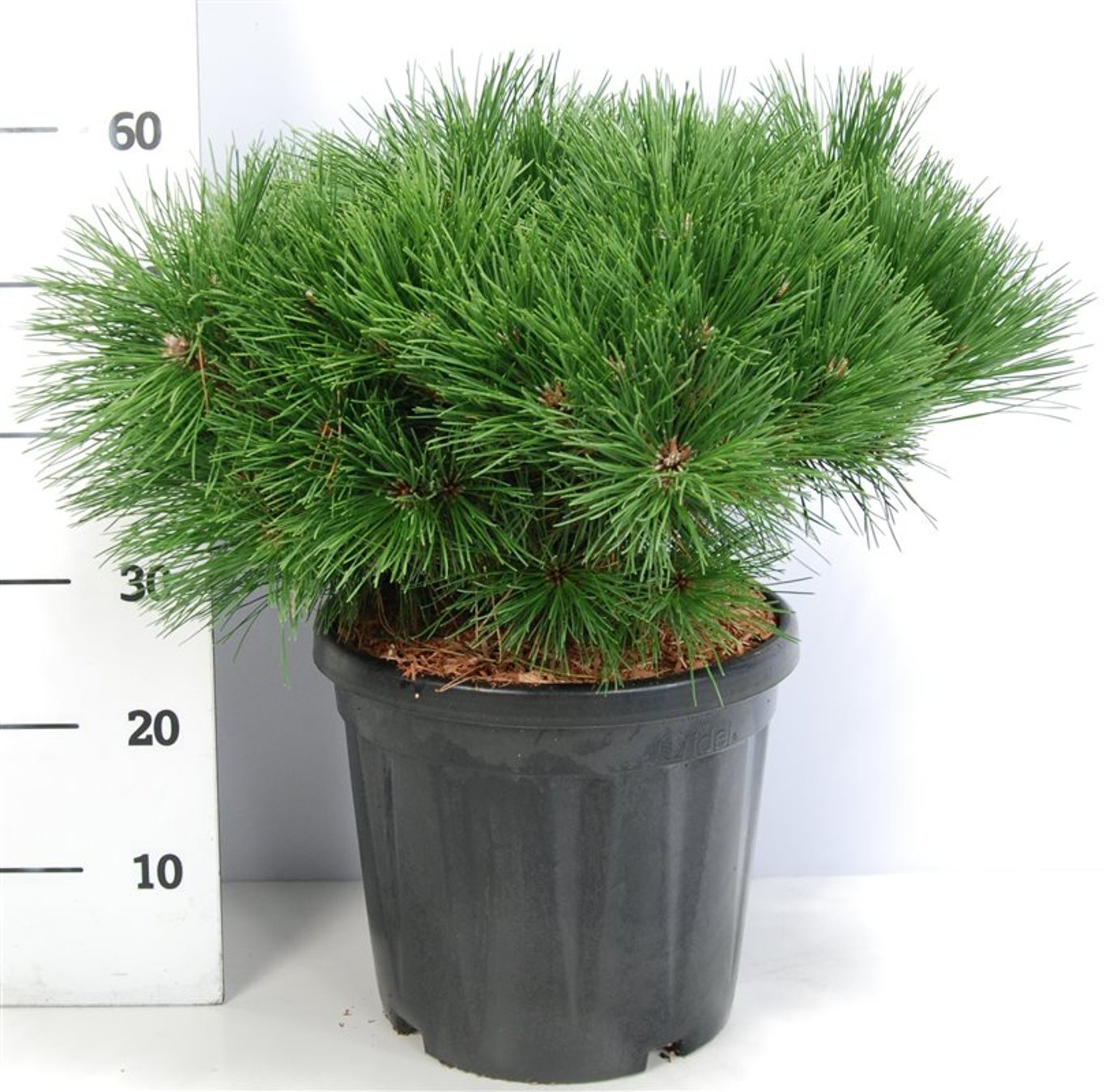 Svarttall – Pinus nigra &
