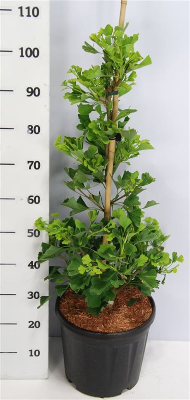 Tempelträd – Ginkgo biloba 'Fastigiata Blagon' - C13 60-80 cm.