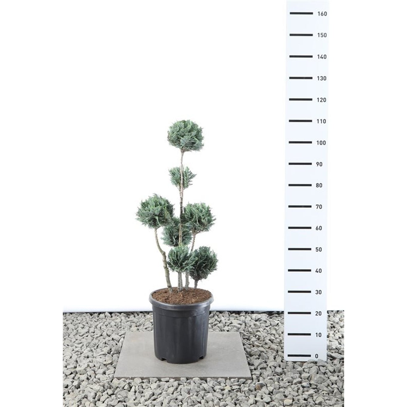 Ädelcypress – Chamaecyparis lawsoniana 'Columnaris' - 60-80 CM PonPon Cont.