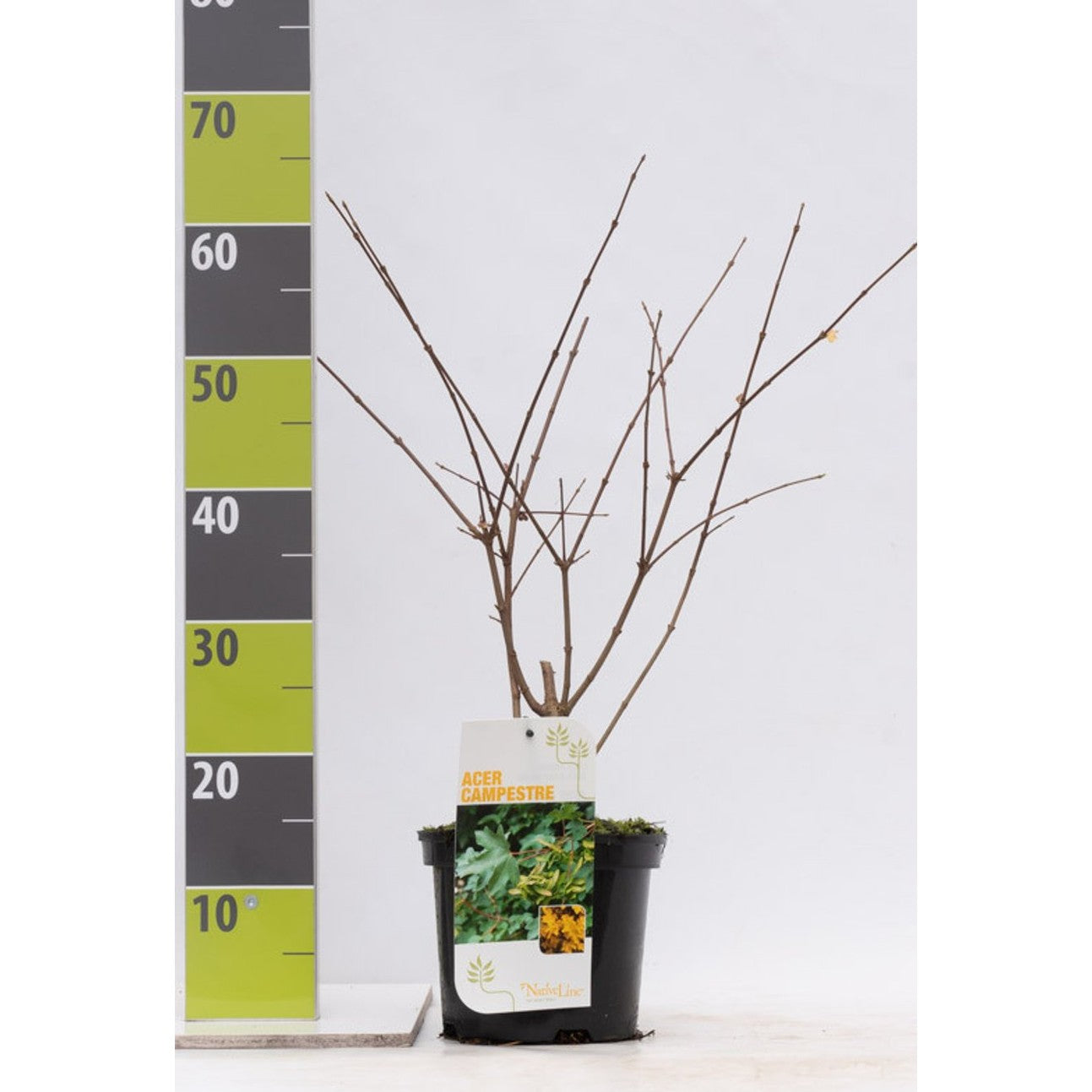 Fältlönn – Acer campestre - C3 40-60 CM