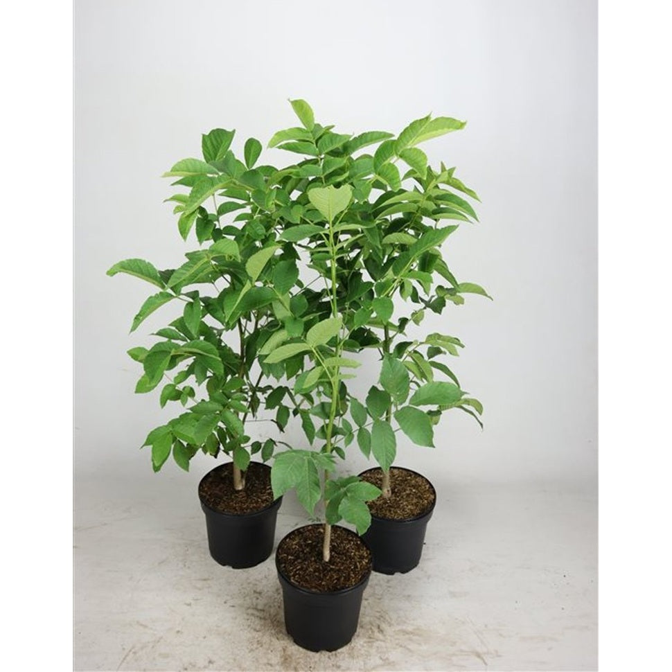 Valnöt – Juglans regia - C5 60-80 CM