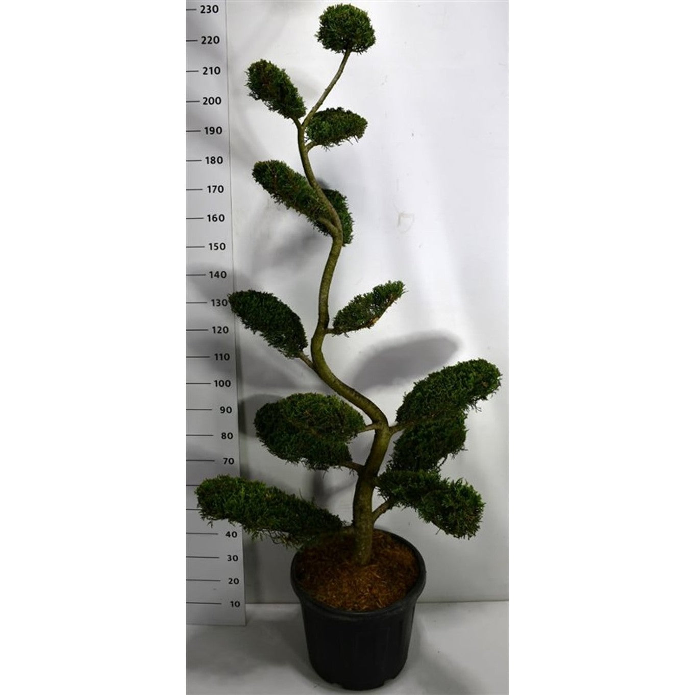 Cypresscypress – Cupressocyparis leylandii 'Castlewellan Gold' - C50 180-200 cm. Bonsai