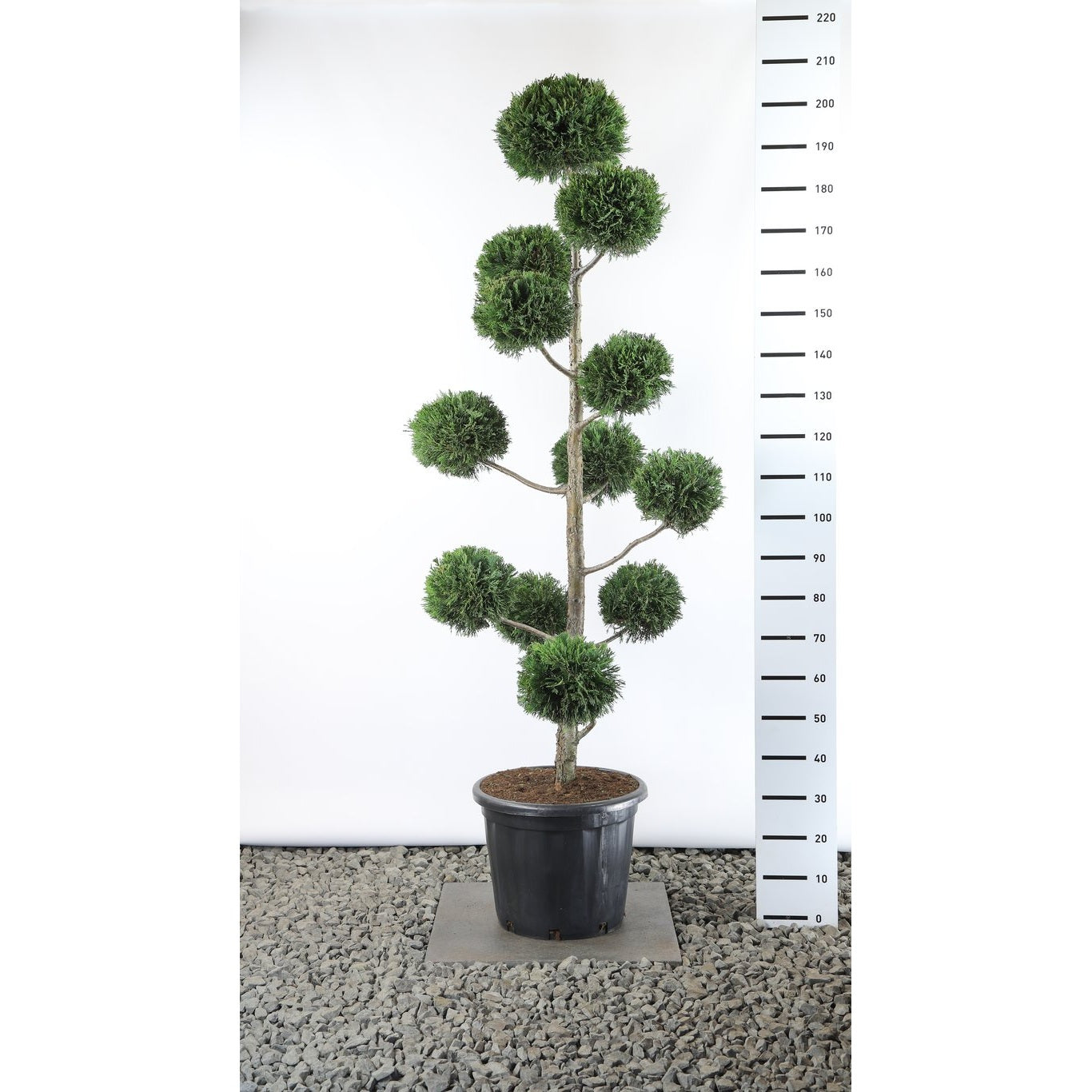 Leylandcypress – Cupressocyparis leylandii - 150-175 CM PonPon EXTRA in Cont.