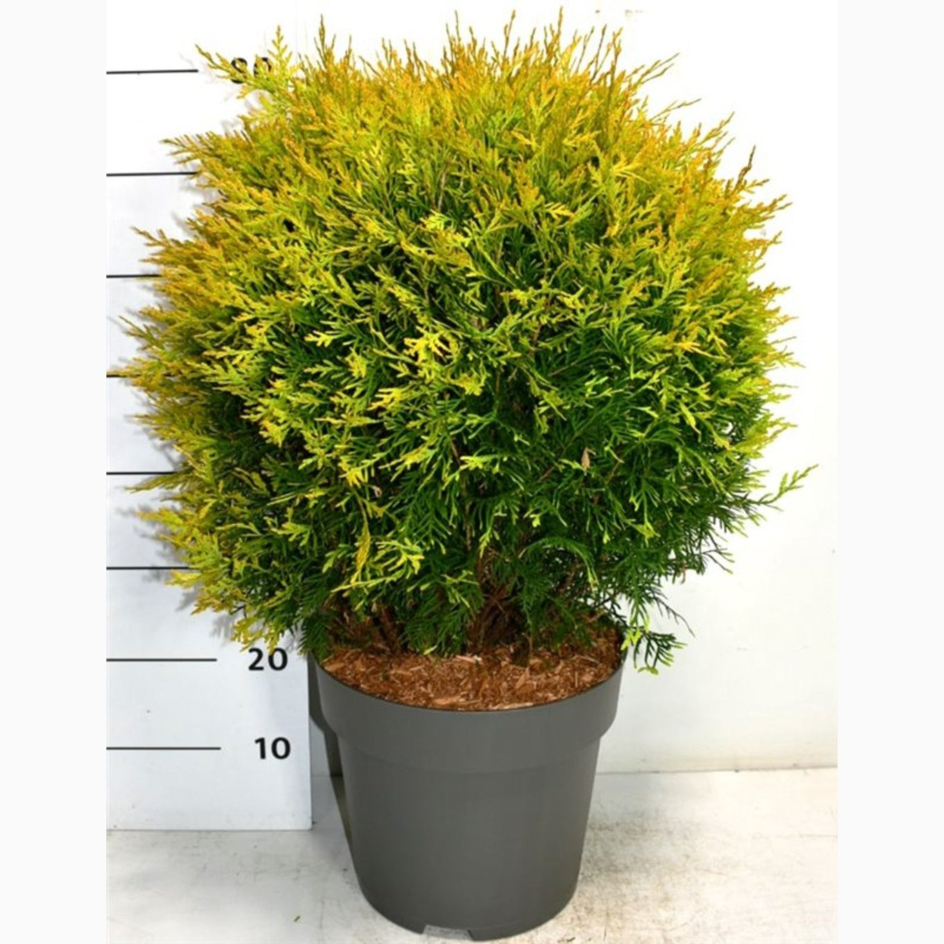Thuja – Thuja occidentalis 'Golden Globe' - C12 60-70 CM