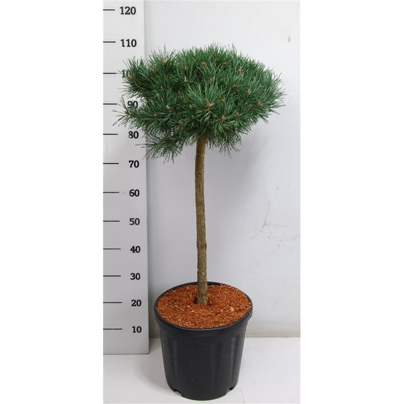 Tall – Pinus sylvestris &