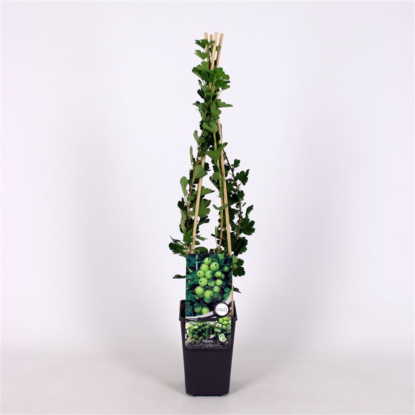 Krusbär – Ribes uva-crispa 'Hinnonmäki Grön' - C2 70/+ CM